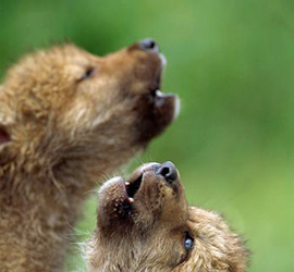 Pups Howling