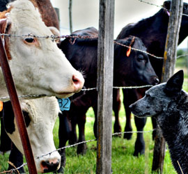 we work like cattle dogs